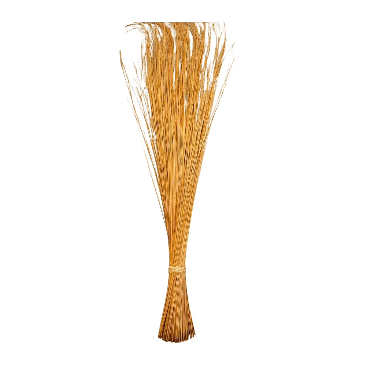 A large stick of grass displayed prominently against a solid black background.